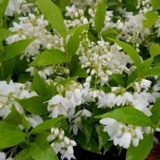 Slender Deutzia gracilis Wedding Bells x 1 Plants White Flowers Japanese Snow Flowers Deciduous Garden Shrubs Flowering Courtyard Cottage pot